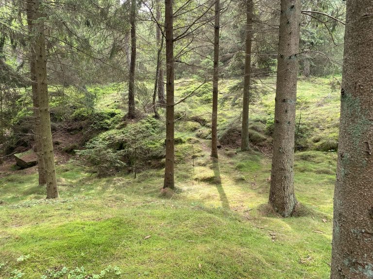 Skov Bornholm